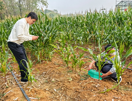 <strong>華中農業大學植物根系發育研究</strong>